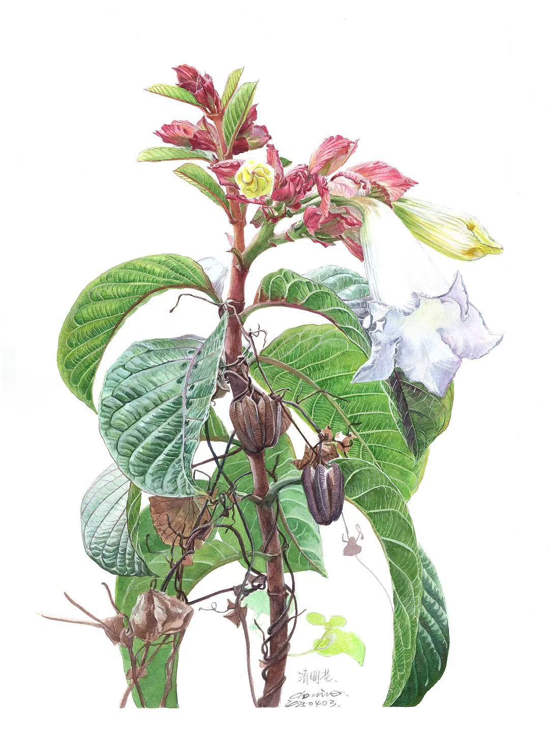清明花博物画（图ZMzg4NTU4ODYw） - 艺术插画 - 站酷设计师画画的陈原创素材 - 站酷ZCOOL