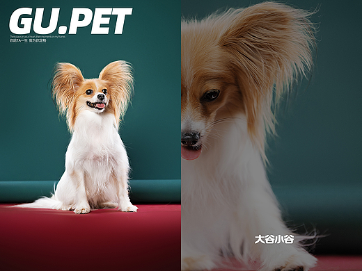 蝴蝶犬の凡尔赛发言