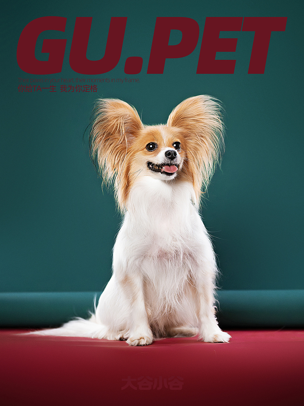 蝴蝶犬の凡尔赛发言