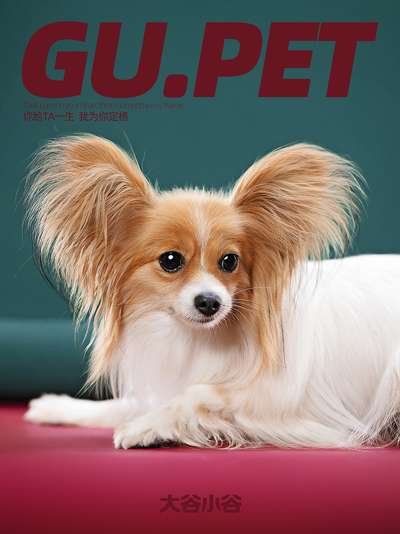 蝴蝶犬の凡尔赛发言