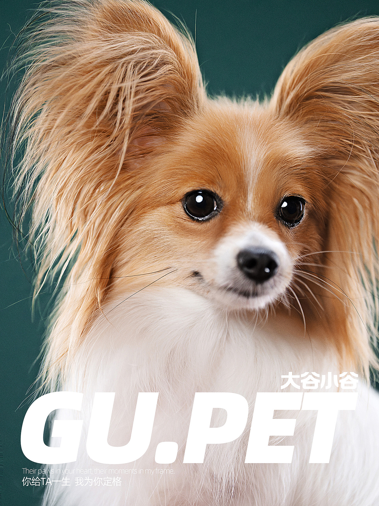 蝴蝶犬の凡尔赛发言