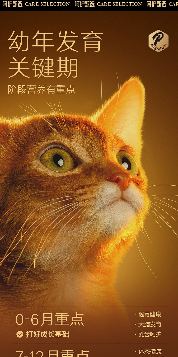 宠物摄影|京东京造全价幼猫粮 X MYFOTO PET