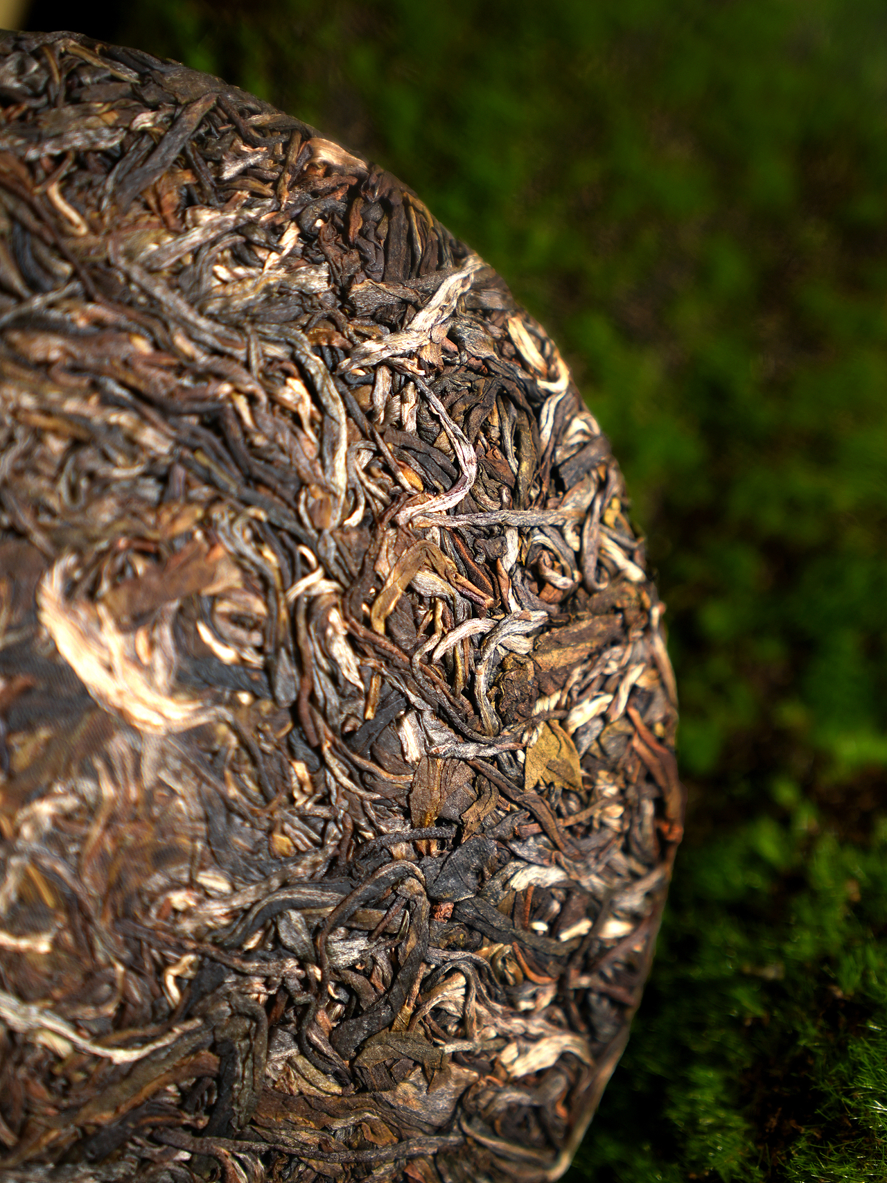 白茶茶饼拍摄 热带绿色丛林感 神秘感