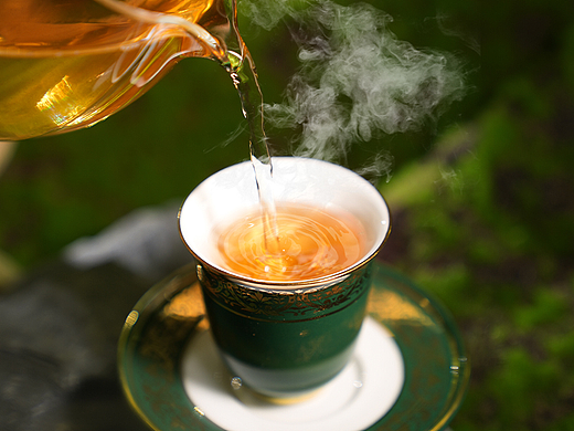 白茶茶饼拍摄  热带绿色丛林感  神秘感