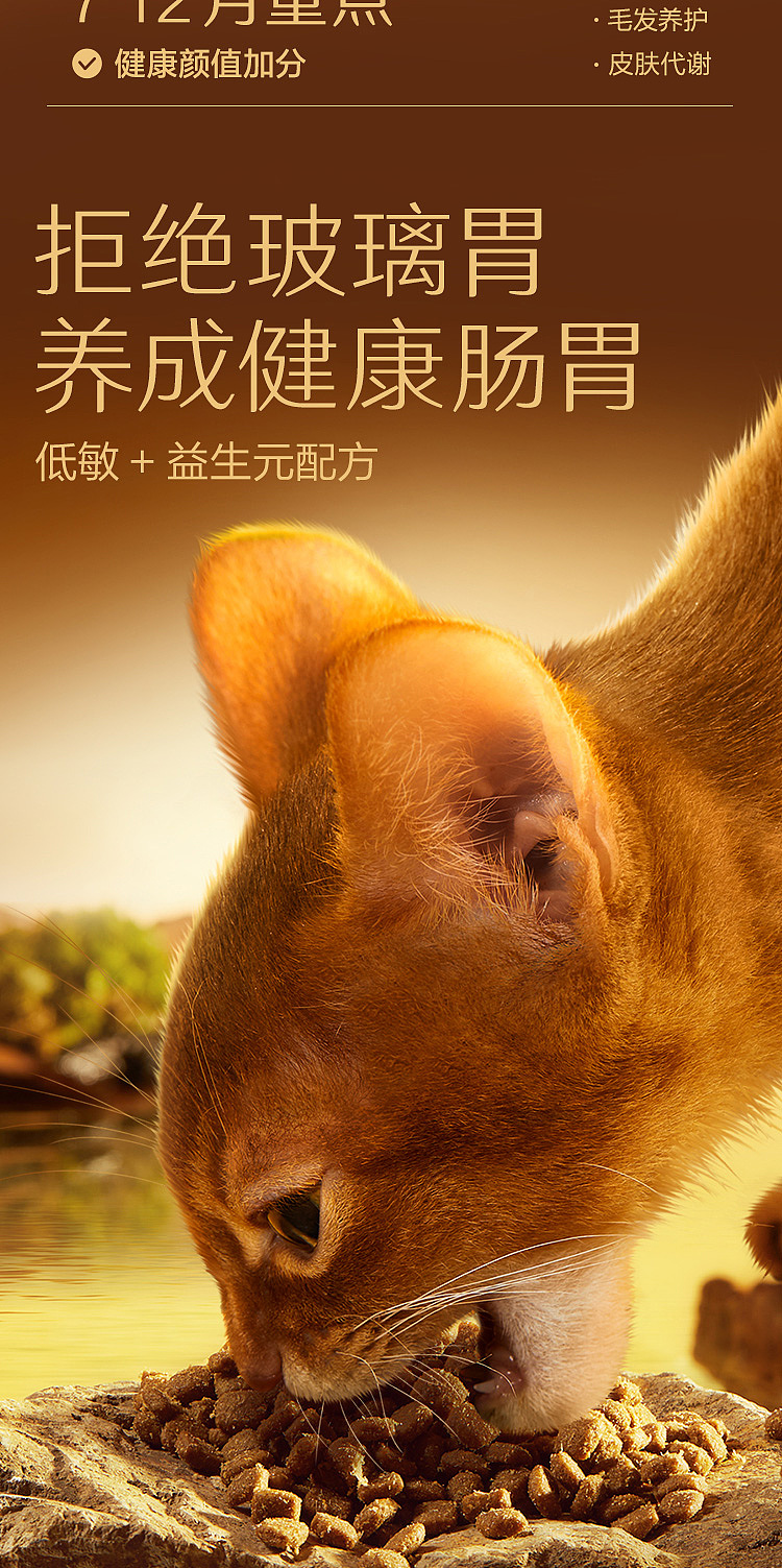 宠物摄影|京东京造全价老年犬粮 X MYFOTO PET