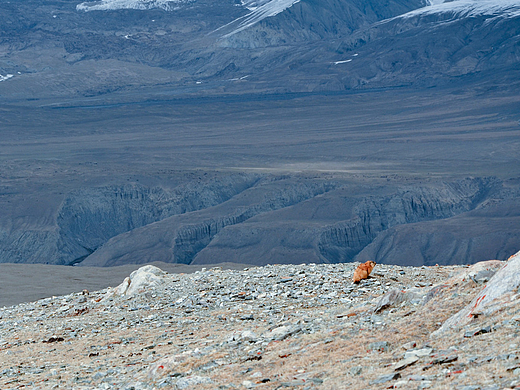 慕士塔格山｜略有所思土拨鼠