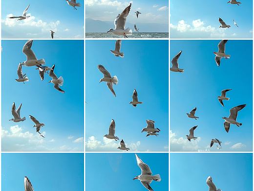 手机摄影笔记｜洱海边人与自然和谐共处的美丽画卷