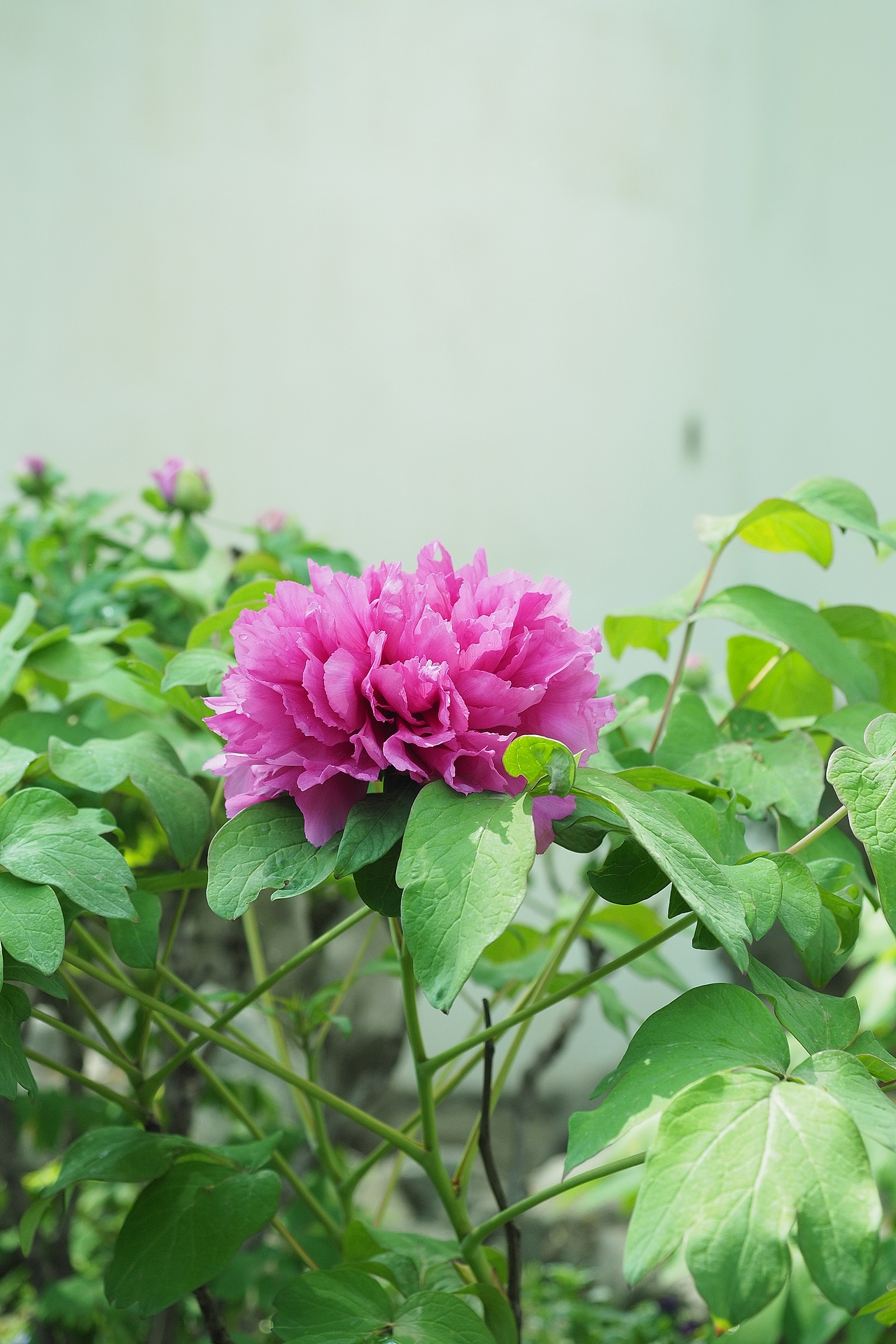 唯有牡丹真国色，花开时节动京城。