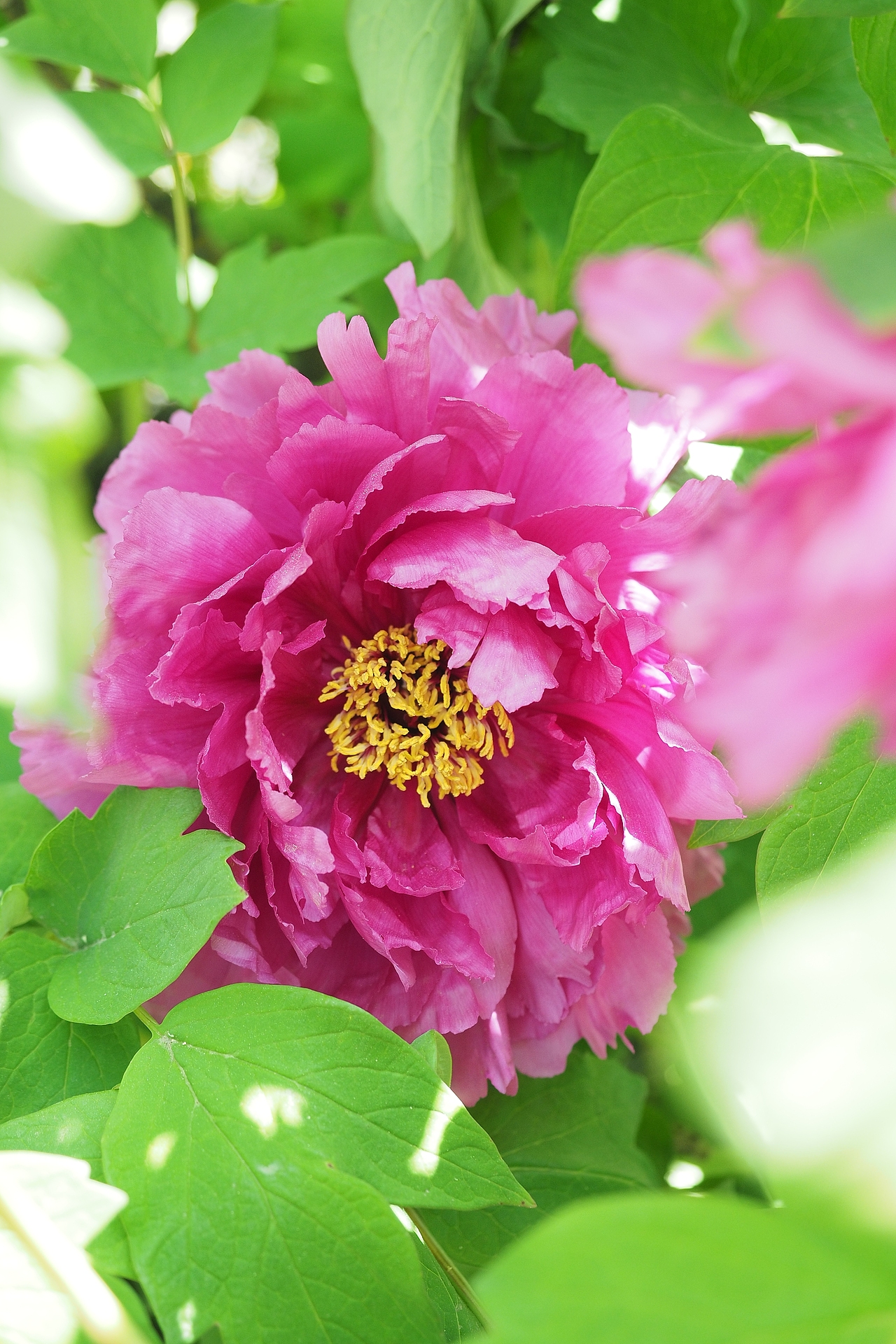 唯有牡丹真国色，花开时节动京城。