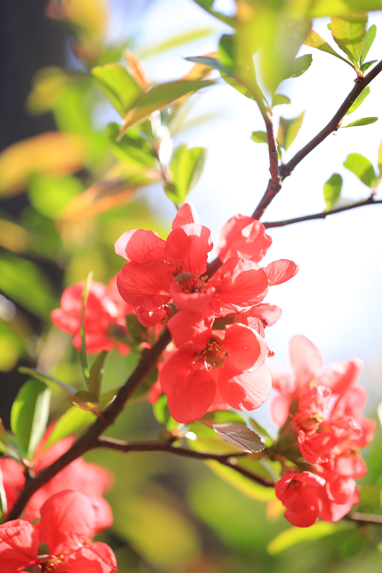春光明媚 绽放的花朵