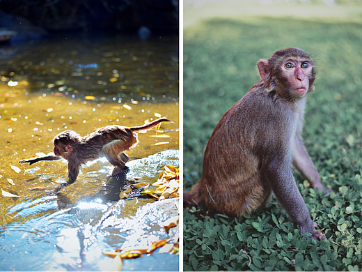 香港过客、文昌古宅与南湾猴岛 | 一个符号工作室