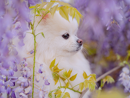 春花