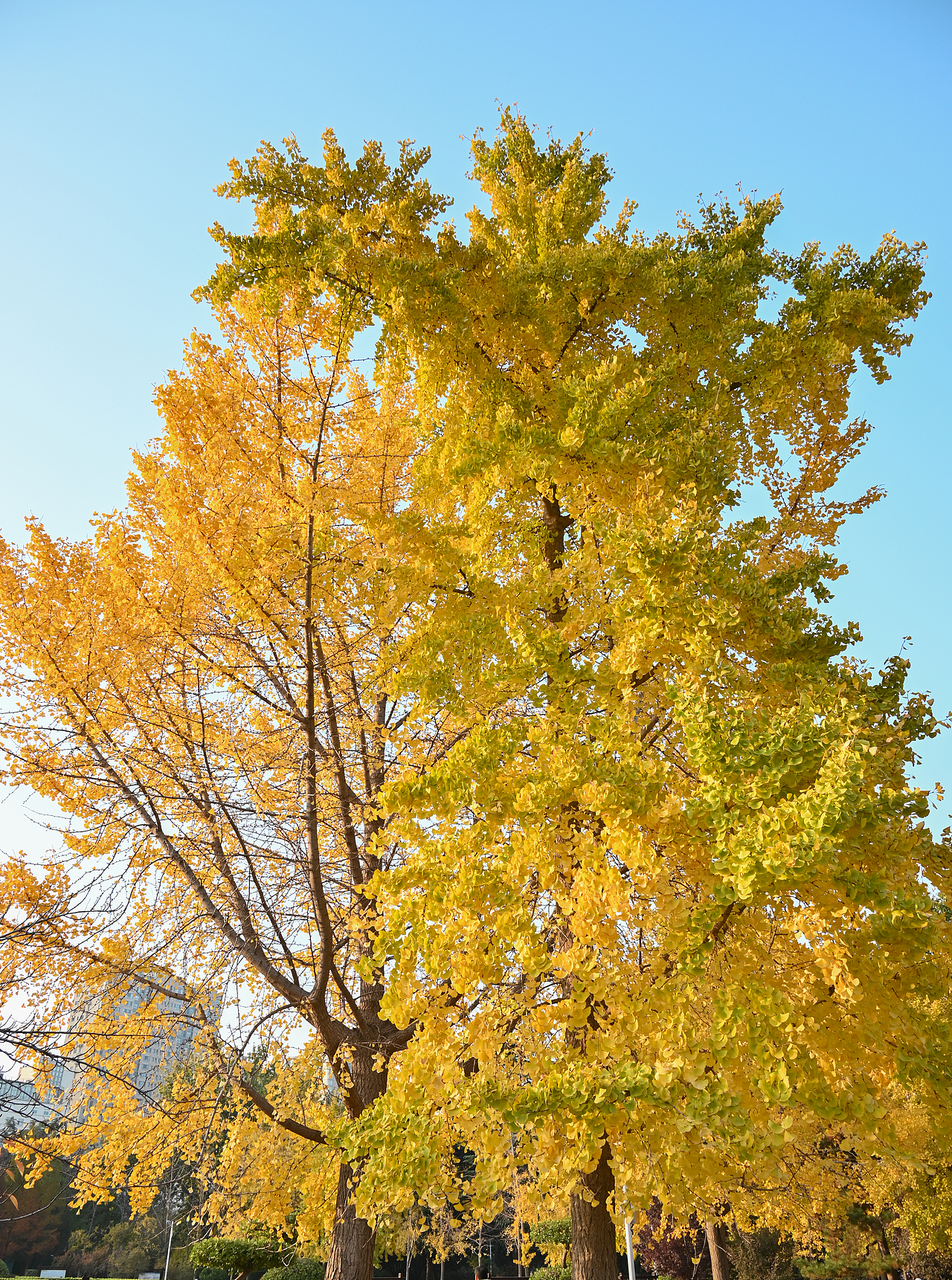 河南 . 郑州的秋和春