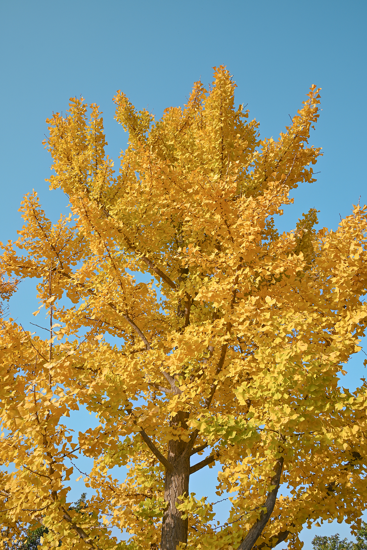 河南 . 郑州的秋和春