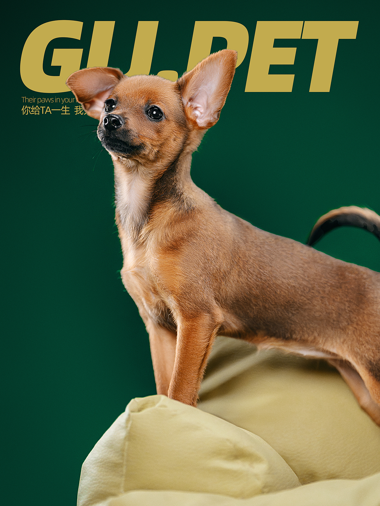 🐾 ‌关于两小只的“吵架未遂”现场（图ZMzg4ODA1MDY4） - 宠物摄影 - 站酷设计师大谷小谷原创素材 - 站酷ZCOOL