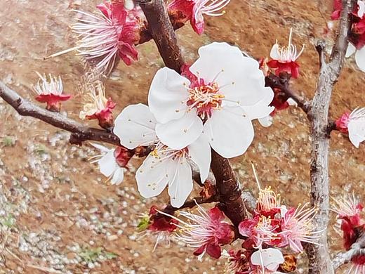 桃花落满地