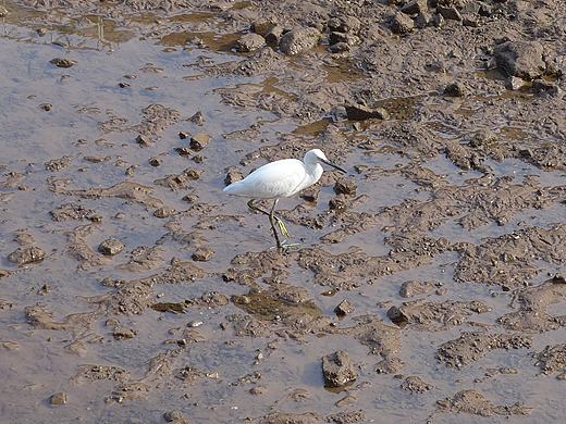 李文全随拍：有些滩涂，适合安放徘徊