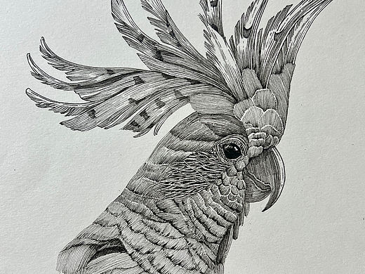 一只可爱的鹦鹉