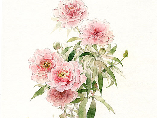 手绘水彩花卉