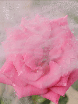 Florihana玫瑰面部精华油