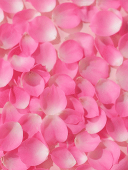 Florihana玫瑰面部精华油
