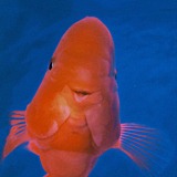 裤裤ku的头像