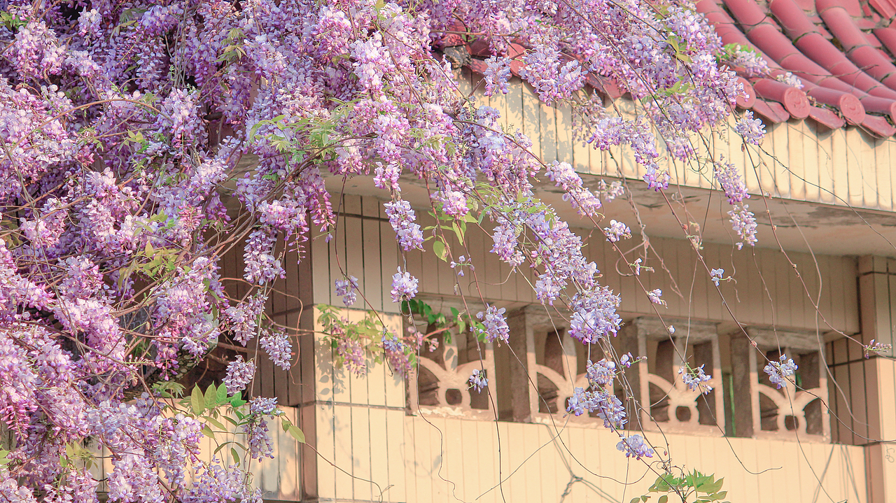 紫藤花（图ZMzg4ODg2MjQw） - 风光摄影 - 站酷设计师杪鹤原创素材 - 站酷ZCOOL