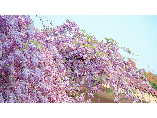 紫藤花