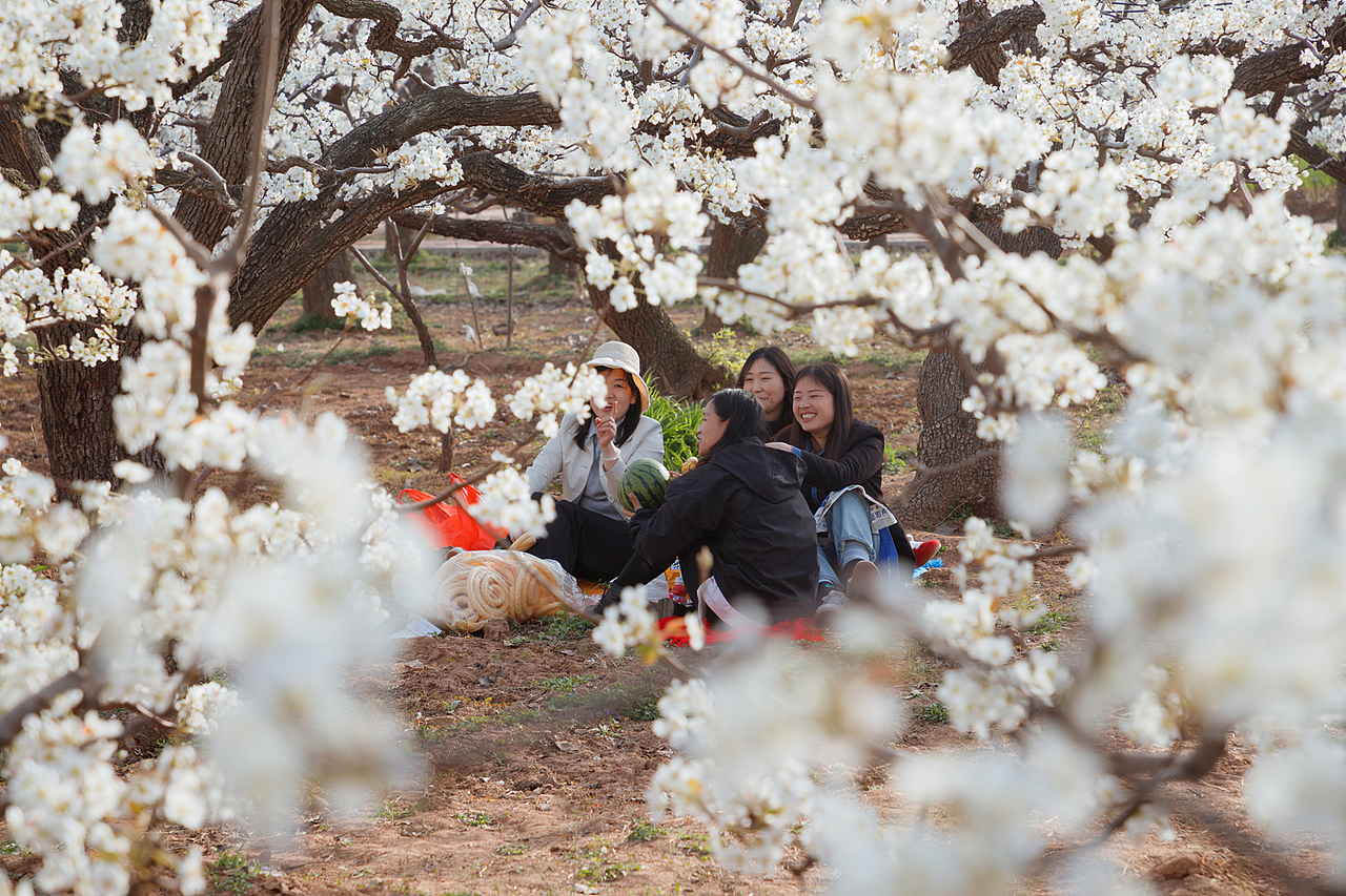 梨乡赏花行（二）（图ZMzg4ODk4MjQw） - 其他摄影 - 站酷设计师pear1103原创素材 - 站酷ZCOOL