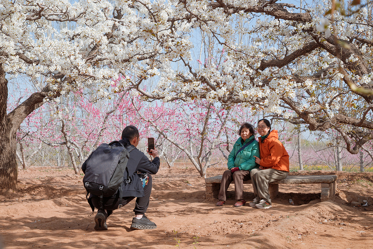 梨乡赏花行（二）（图ZMzg4ODk4MzA0） - 其他摄影 - 站酷设计师pear1103原创素材 - 站酷ZCOOL