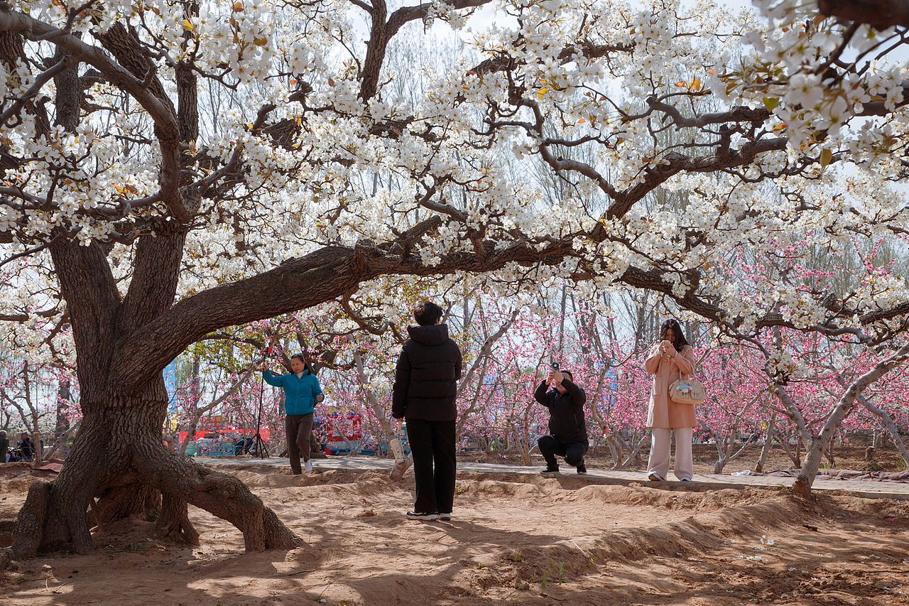 梨乡赏花行（二）（图ZMzg4ODk4MzE2） - 其他摄影 - 站酷设计师pear1103原创素材 - 站酷ZCOOL