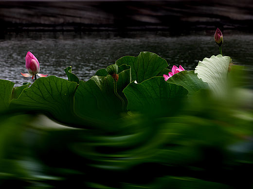 标题:莲花之舞
