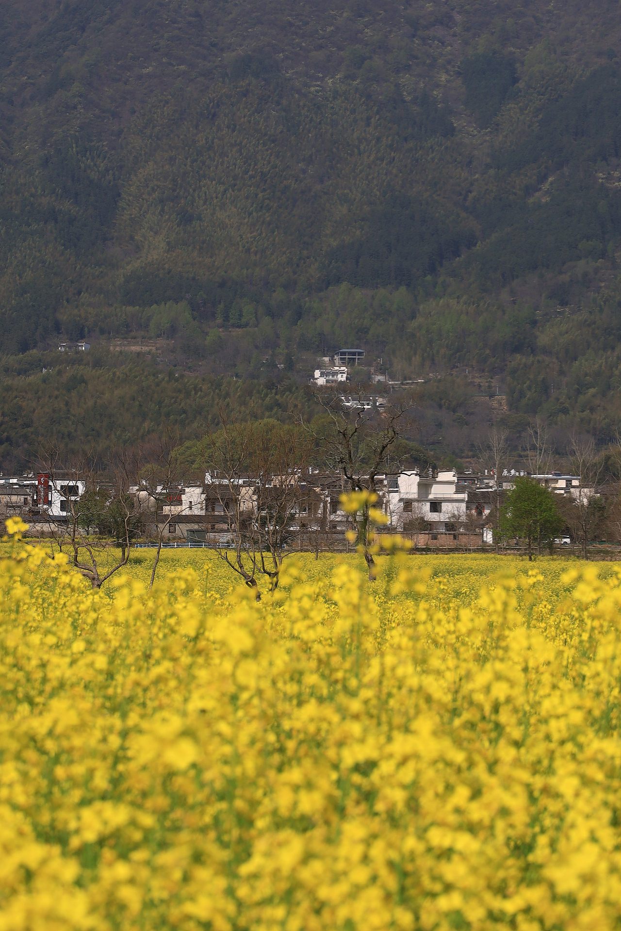 皖南徽州 | 春日