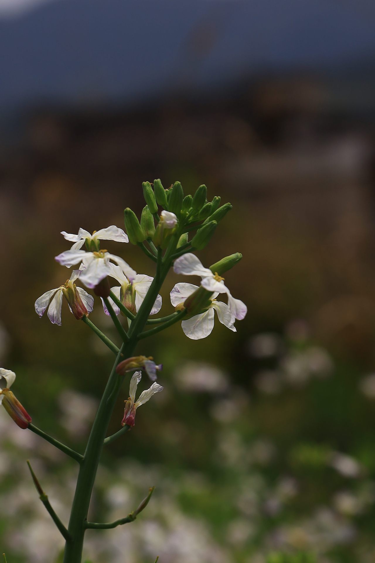 皖南徽州 | 春日