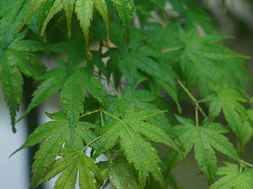 树叶