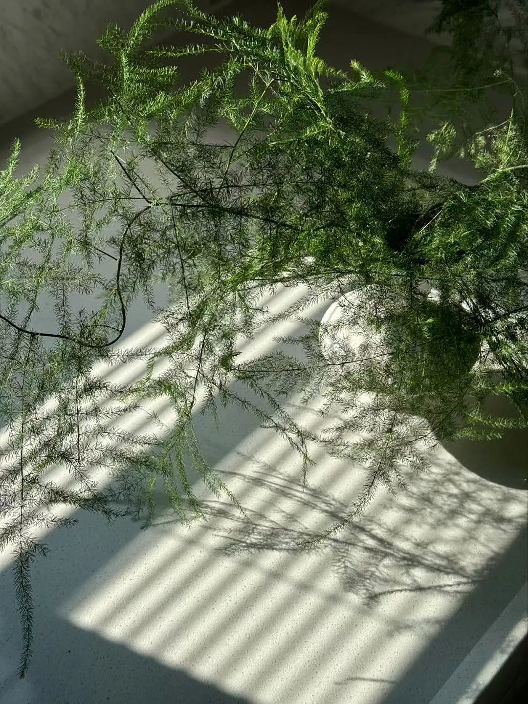 清秋 | GeGe的新家