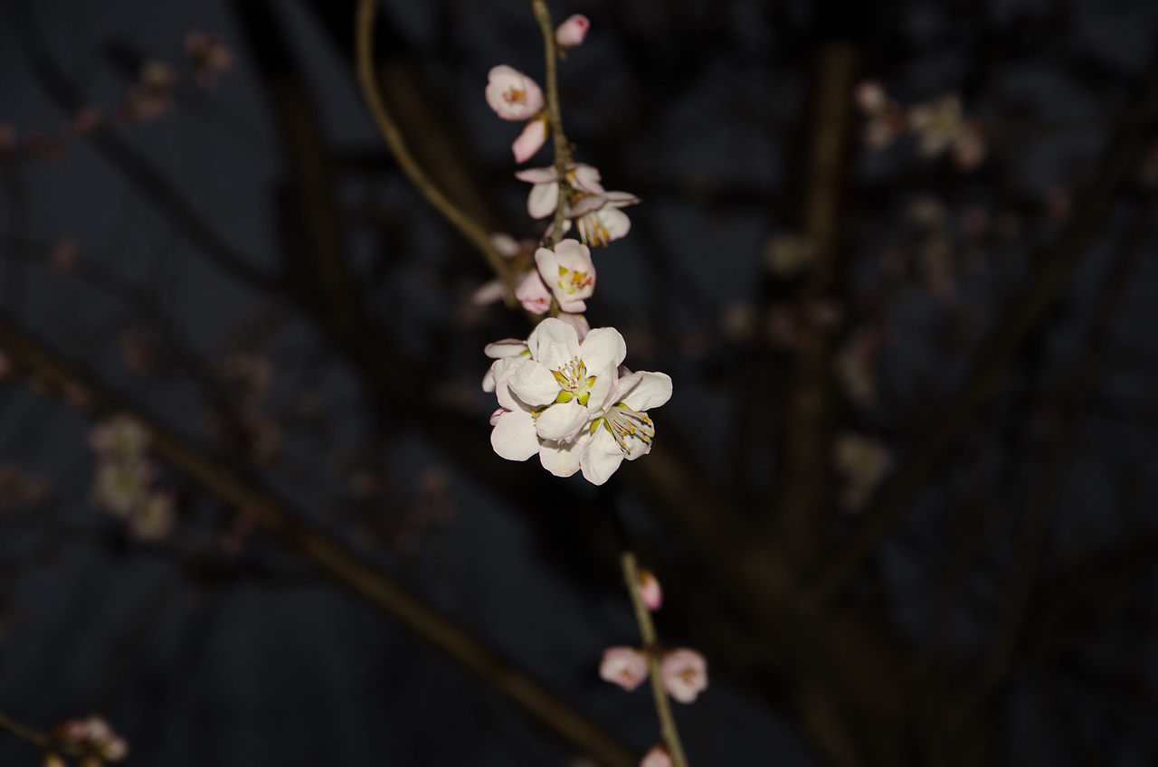  春意藏枝头，诗意在绽放。