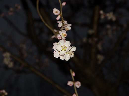  春意藏枝头，诗意在绽放。