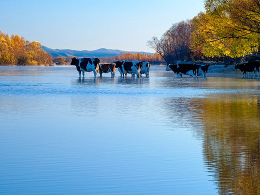 额尔古纳 根河｜发呆的牛