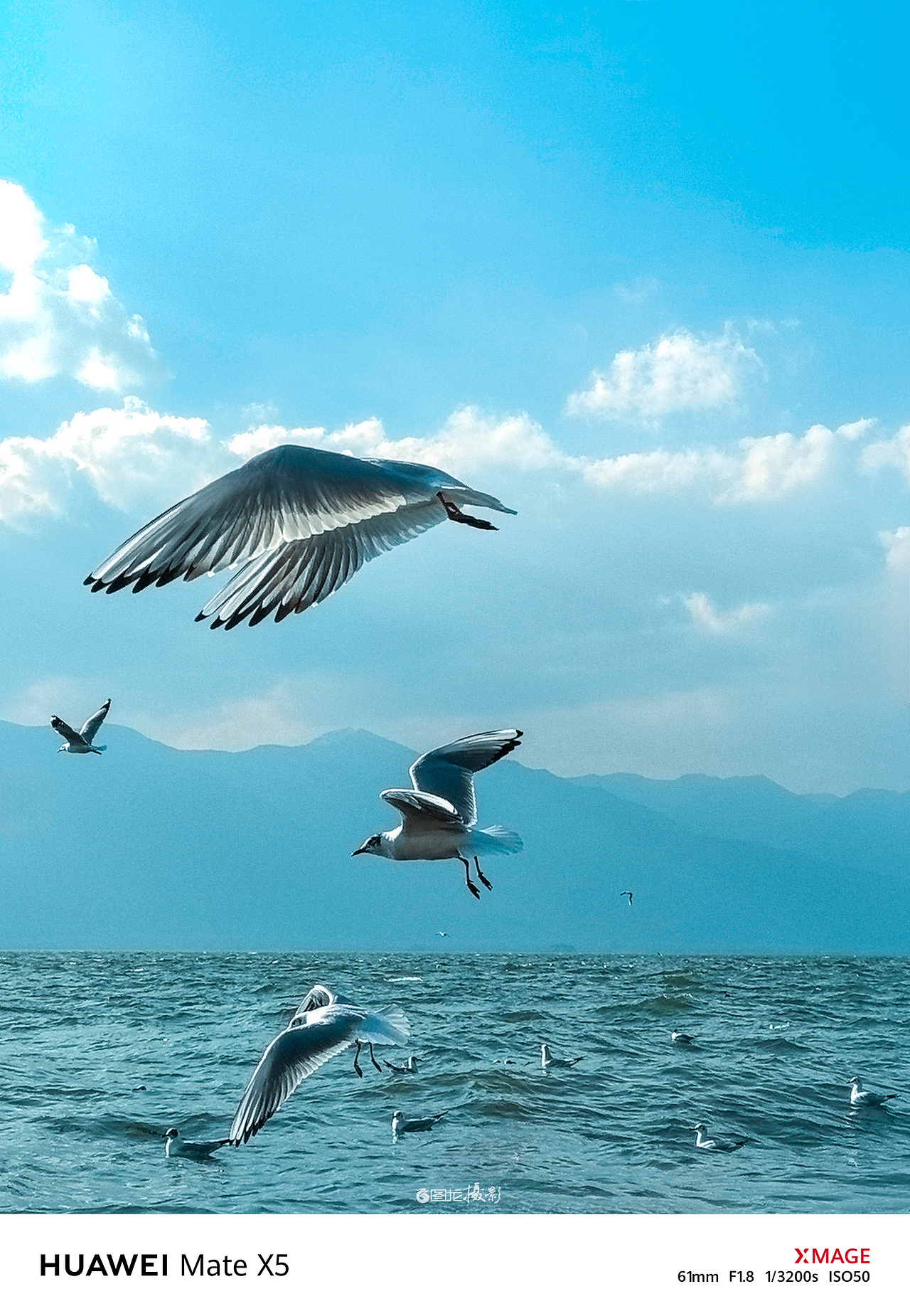 手机摄影笔记｜在洱海边邂逅西伯利亚的访客（图ZMzg5MDM4MTg0） - 宠物摄影 - 站酷设计师图龙摄影原创素材 - 站酷ZCOOL