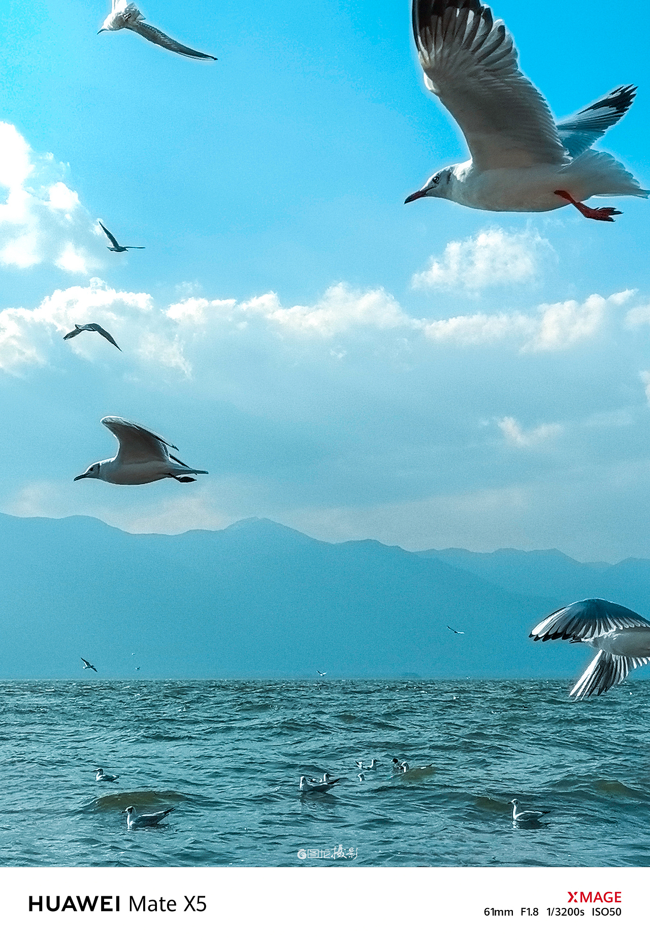 手机摄影笔记｜在洱海边邂逅西伯利亚的访客（图ZMzg5MDM4MTky） - 宠物摄影 - 站酷设计师图龙摄影原创素材 - 站酷ZCOOL