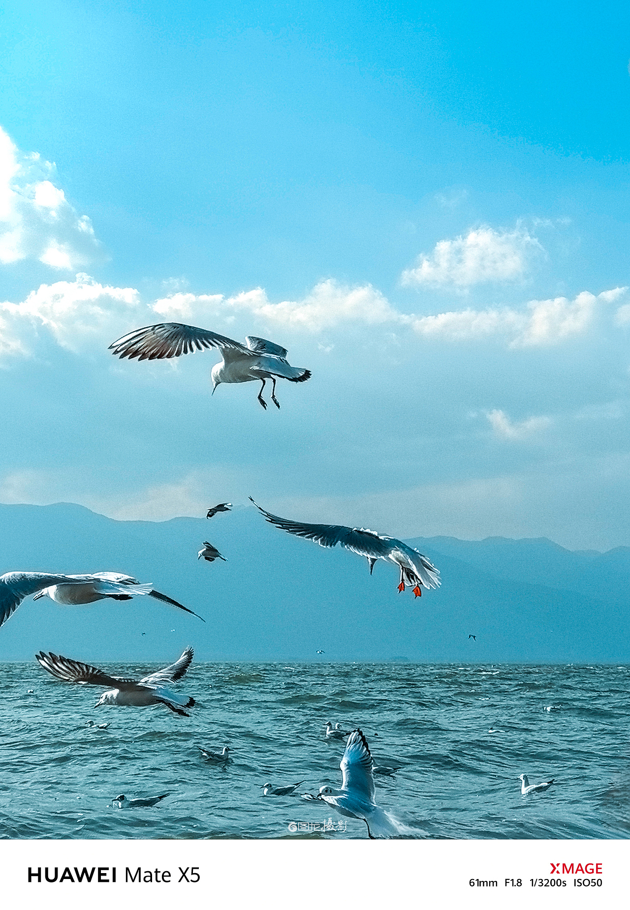 手机摄影笔记｜在洱海边邂逅西伯利亚的访客（图ZMzg5MDM4MjA4） - 宠物摄影 - 站酷设计师图龙摄影原创素材 - 站酷ZCOOL