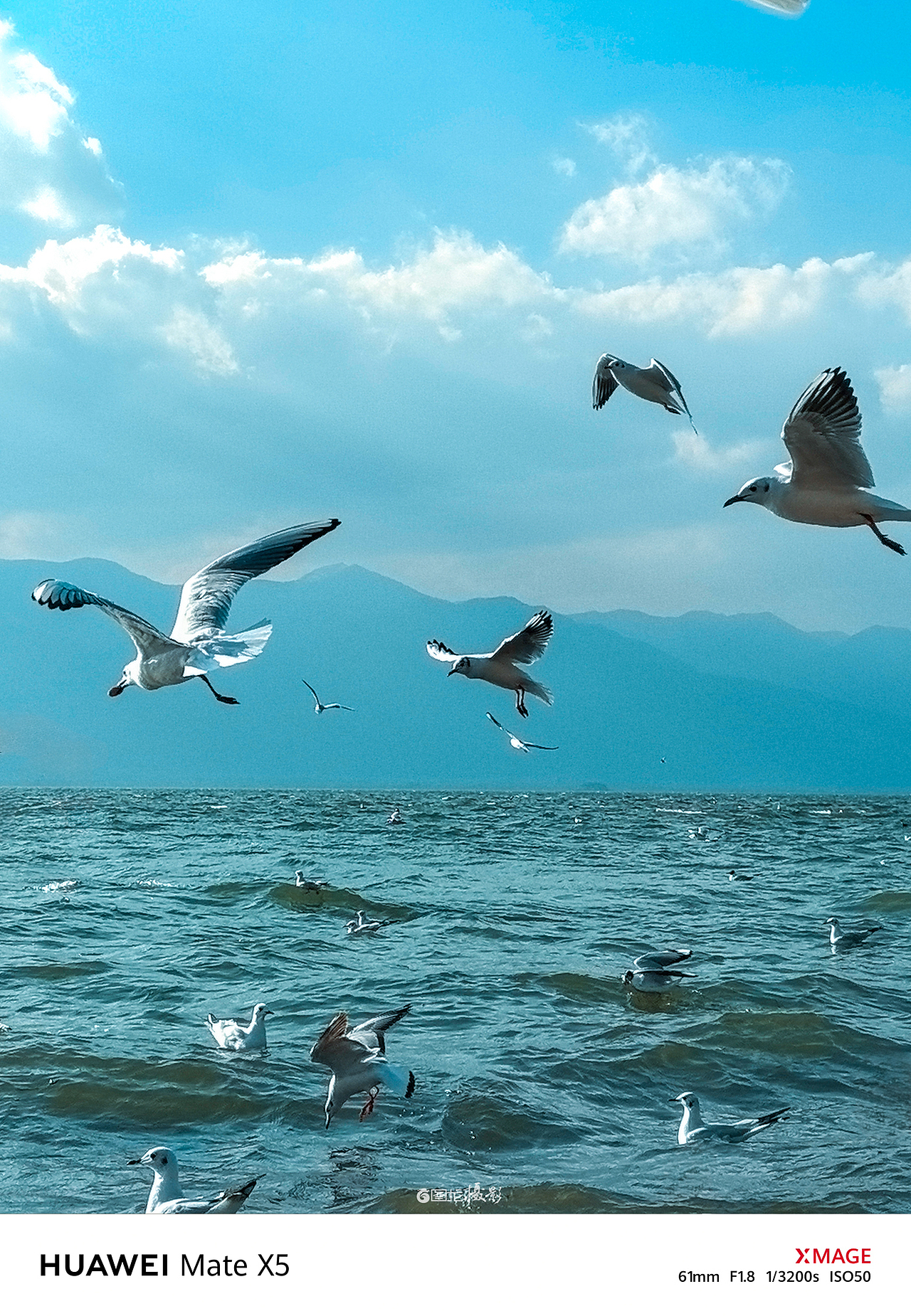 手机摄影笔记｜在洱海边邂逅西伯利亚的访客（图ZMzg5MDM4MjQw） - 宠物摄影 - 站酷设计师图龙摄影原创素材 - 站酷ZCOOL