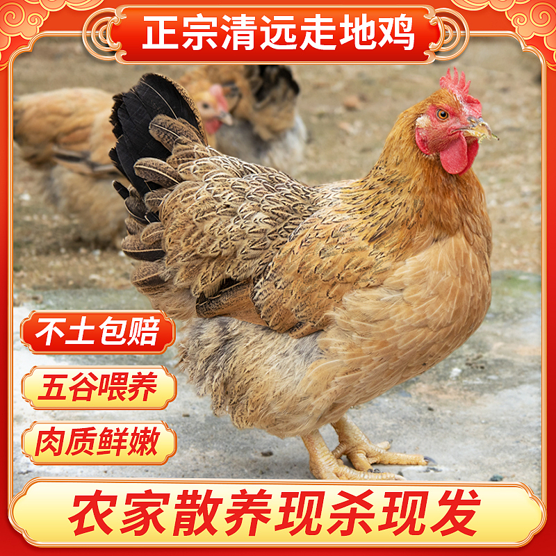 清远鸡主图详情页设计-大爷大婶喜欢的红绿色（图ZMzg5MDgwMzYw） - 电商 - 站酷设计师jianjianyoyo原创素材 - 站酷ZCOOL