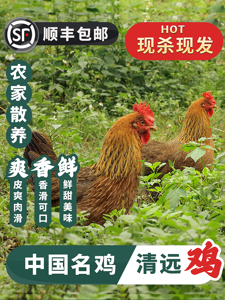 清远鸡主图详情页设计-大爷大婶喜欢的红绿色