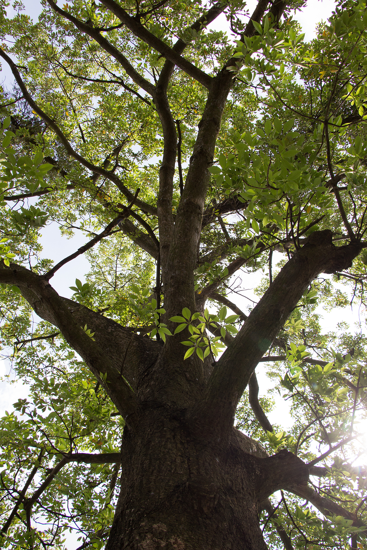 参加“最美古树”青年摄影大赛荣获优秀奖（图ZMzg5MTM2NTAw） - 环境/建筑摄影 - 站酷设计师Juan的设计日常原创素材 - 站酷ZCOOL