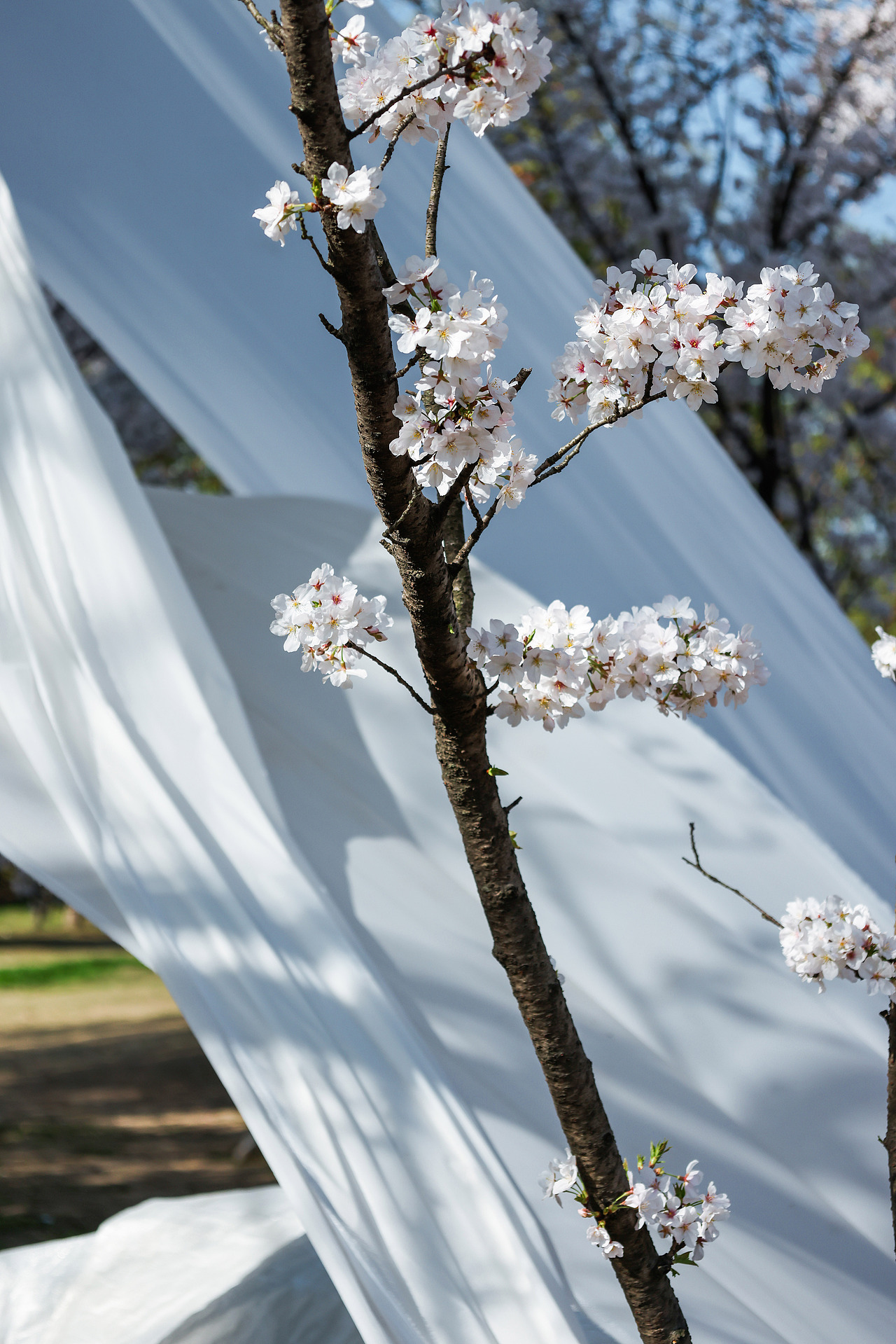春天的樱花（图ZMzg5MTQyMTU2） - 风光摄影 - 站酷设计师大叔背个猫原创素材 - 站酷ZCOOL