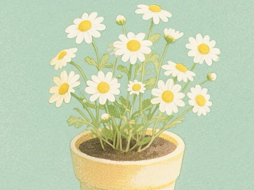 小雏菊