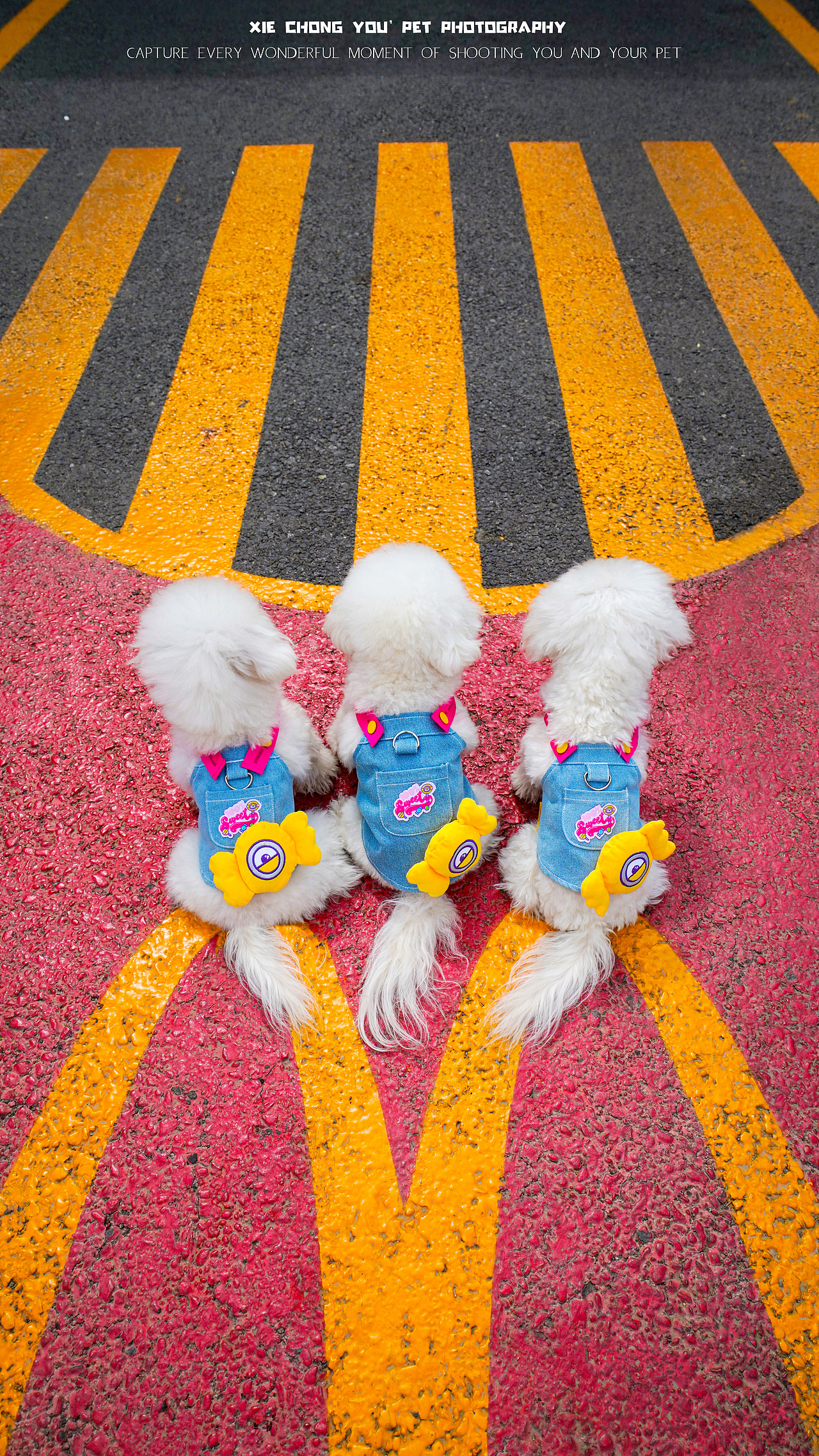 首钢（图ZMzg5MTgwMDMy） - 宠物摄影 - 站酷设计师宠物摄影师甄妮原创素材 - 站酷ZCOOL