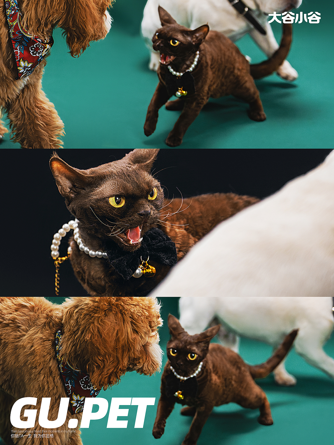 今天要是没有罐罐,小喵我也是略懂拳脚🐱👊🐶